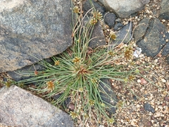 Fimbristylis dichotoma