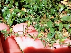 Symphyotrichum dumosum