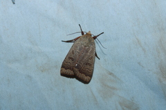 Abagrotis alternata