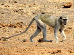 Chlorocebus cynosuros