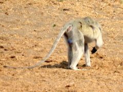 Chlorocebus cynosuros
