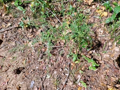 Symphyotrichum dumosum