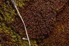 Andreaea nivalis