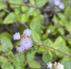 Ageratum