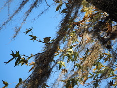 Vireo griseus