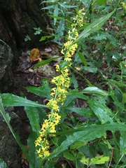 Solidago curtisii