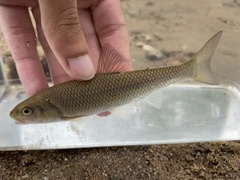 Semotilus corporalis