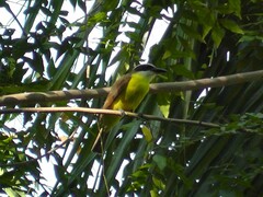 Megarynchus pitangua