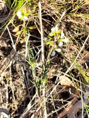 Polygala bracteolata