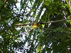 Megarynchus pitangua