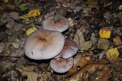 Lepista nuda