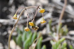 Crassothonna capensis