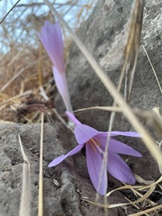 Colchicum