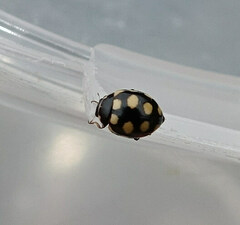 Coccinula quatuordecimpustulata