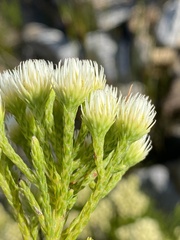 Brunia paleacea