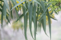 Barkleyanthus salicifolius