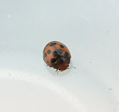 Subcoccinella vigintiquatuorpunctata