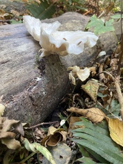 Pleurotus pulmonarius