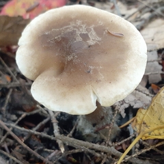 Ampulloclitocybe
