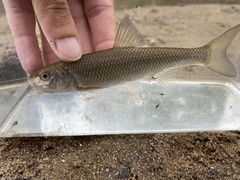 Semotilus corporalis