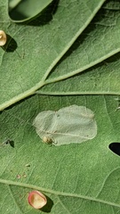 Phyllonorycter quercifoliella