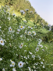 Boltonia asteroides