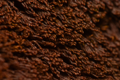 Andreaea nivalis