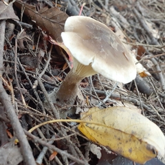 Ampulloclitocybe