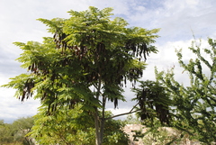 Albizia occidentalis