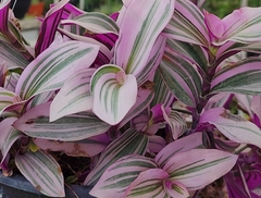 Tradescantia zebrina