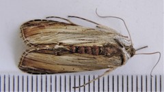 Cucullia convexipennis