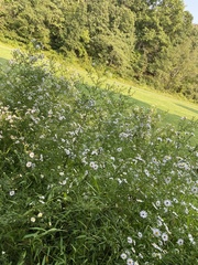 Boltonia asteroides