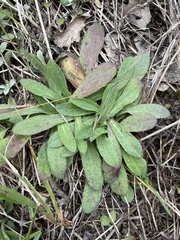 Pilosella officinarum