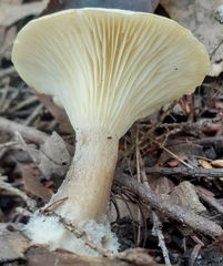 Ampulloclitocybe