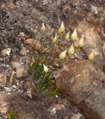 Edmondia