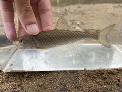 Semotilus corporalis