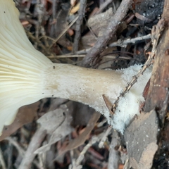 Ampulloclitocybe