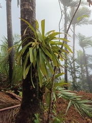 Guzmania