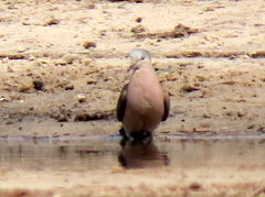 Turtur chalcospilos