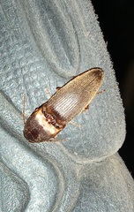 Conoderus partitus