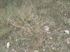 Cleistogenes serotina