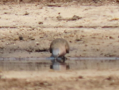Turtur chalcospilos
