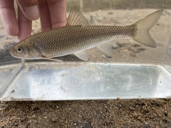 Semotilus corporalis