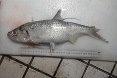 Megalops cyprinoides