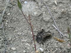 Scorzonera laciniata