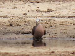 Turtur chalcospilos
