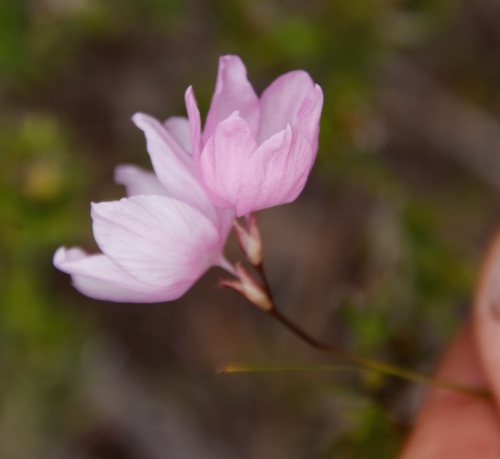Image of Ixia micrandra by (c) Tony Rebelo, some rights reserved (CC BY-SA)