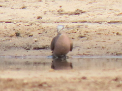 Turtur chalcospilos