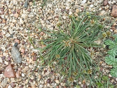 Fimbristylis dichotoma