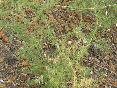 Asparagus verticillatus